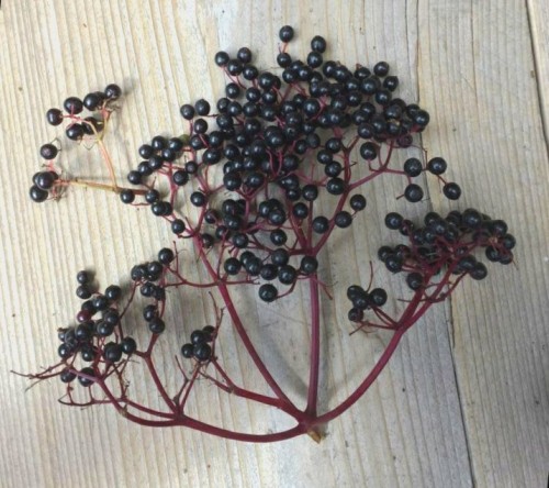 Elderberry 1