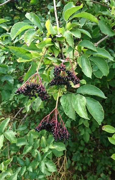 Elderberry on bush