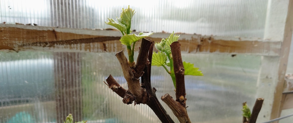 Gorwing Pinot Noir grapes in a greenhouse inLondon United Kingdom. Making wine.